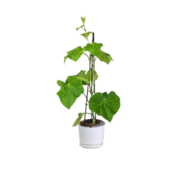 Cucumber